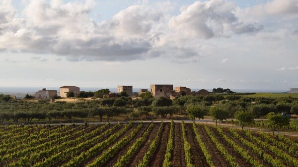 marsala