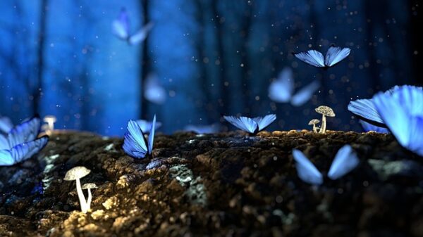 natura farfalle notte