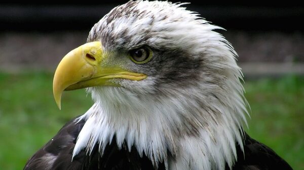 aquila americana