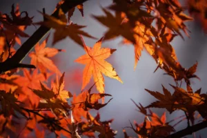 Autunno: ottobre novembre e dicembre