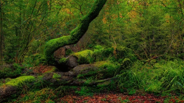 Far Cry è ambientato nella Giungla