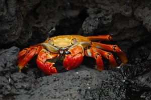 Is Crab