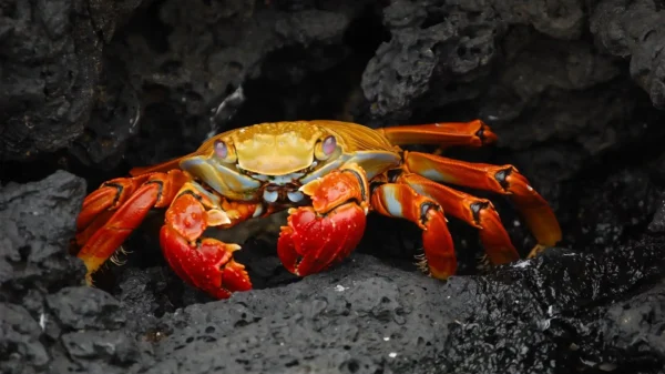 Is Crab
