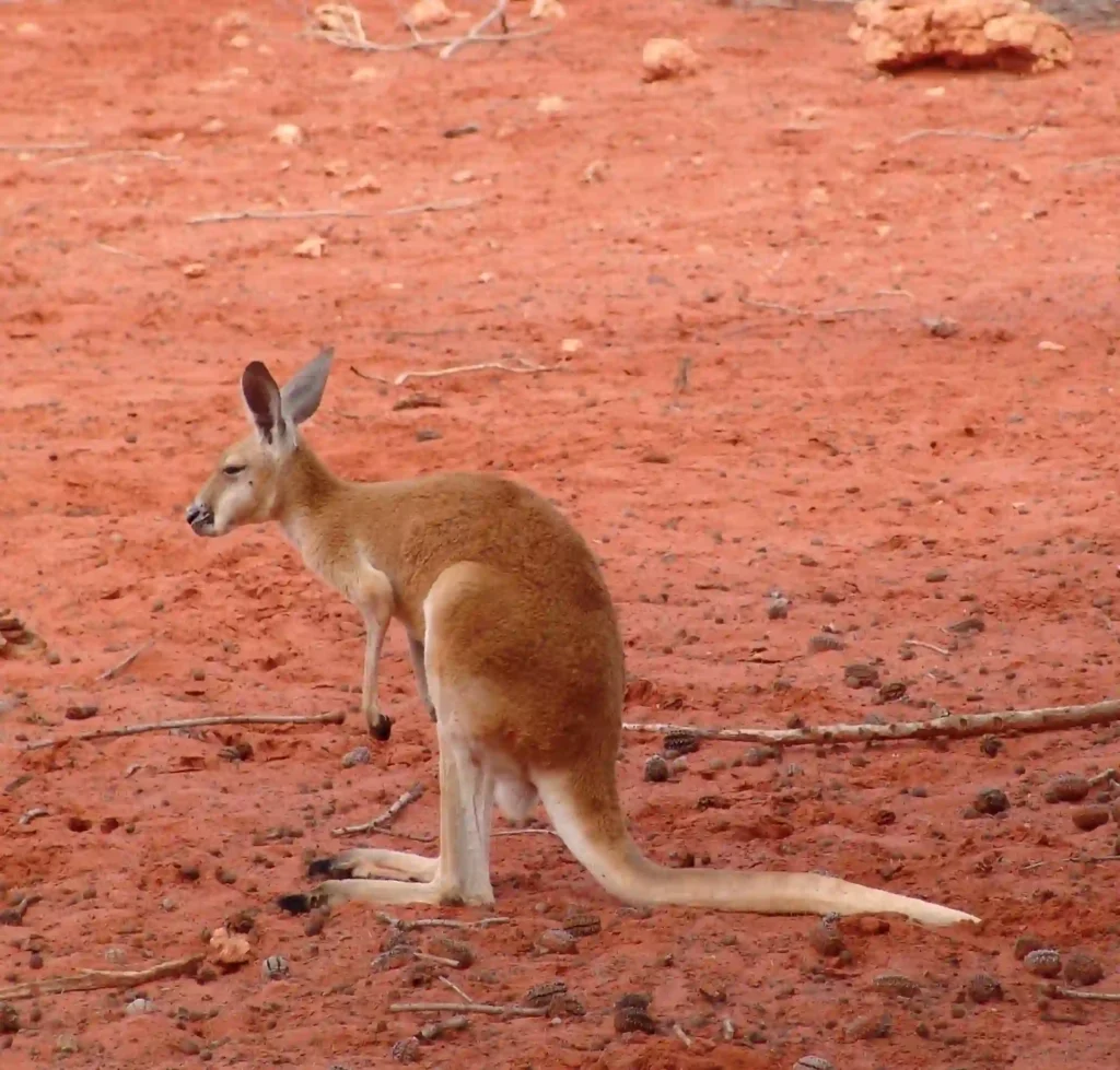 Australia