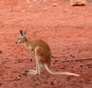 Australia
