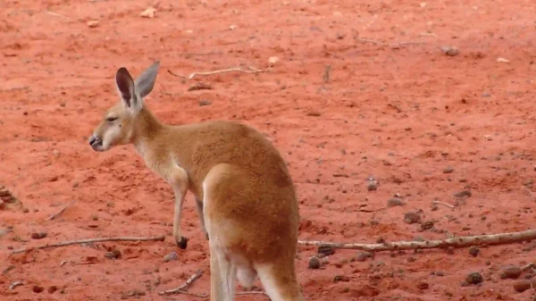 Australia