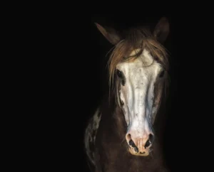Cavallo ippica