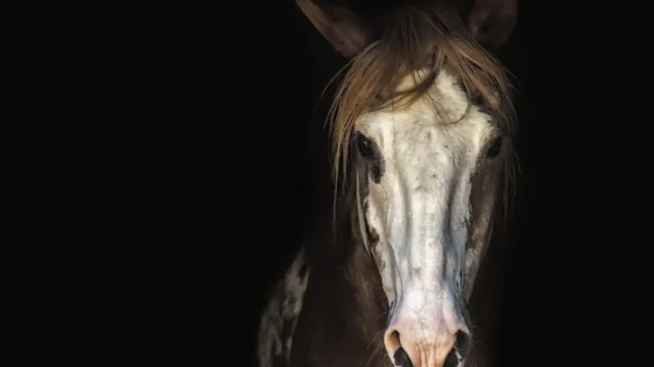 Cavallo ippica